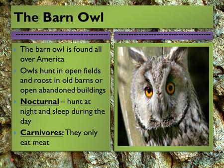 The Barn Owl The barn owl is found all over America