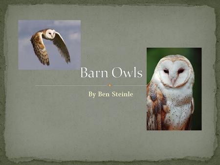 Barn Owls By Ben Steinle.