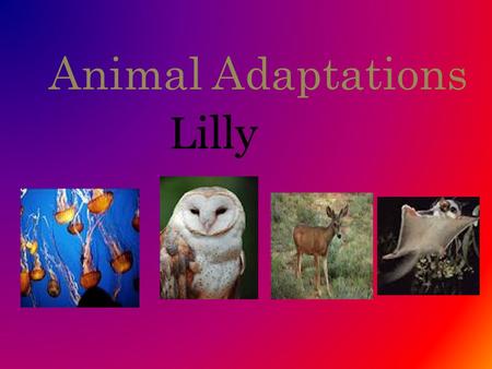 Animal Adaptations Lilly. Sugar Gliders They live in Australia. Adaptation 1: They have flaps of skin that connect their feet to their hands to help them.
