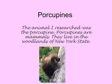 Porcupines The animal I researched was the porcupine. Porcupines are mammals. They live in the woodlands of New York State.