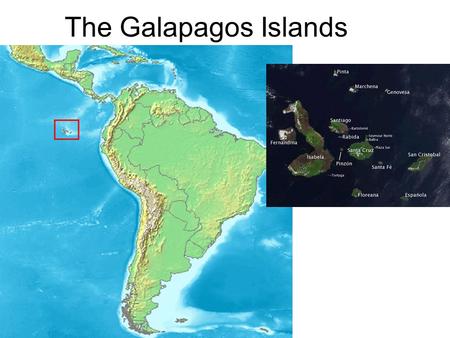 The Galapagos Islands. Galapagos = Tortoise Why are the Galapagos Islands famous? Ecuador’s Galapagos Islands form an archipelago west of the country.