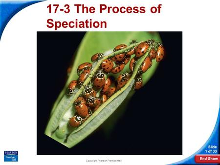 End Show Slide 1 of 33 Copyright Pearson Prentice Hall 16-3 The Process of Speciation 17-3 The Process of Speciation.
