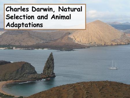 Charles Darwin, Natural Selection and Animal Adaptations.