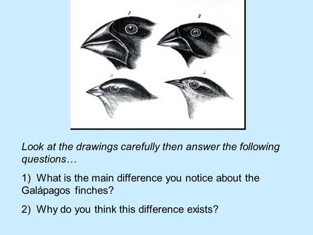 Look at the drawings carefully then answer the following questions… 1) What is the main difference you notice about the Galápagos finches? 2) Why do you.