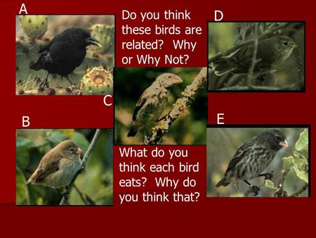 Do you think these birds are related? Why or Why Not? A B C D E What do you think each bird eats? Why do you think that?