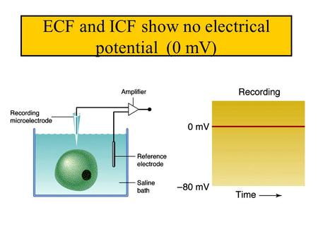 ECF and ICF show no electrical potential (0 mV).