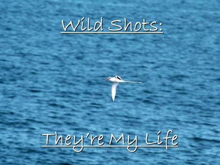 Wild Shots: They’re My Life.