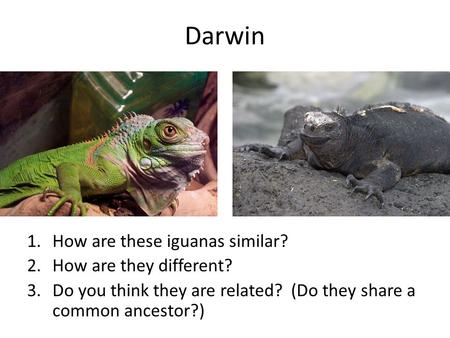 Darwin 1.How are these iguanas similar? 2.How are they different? 3.Do you think they are related? (Do they share a common ancestor?)