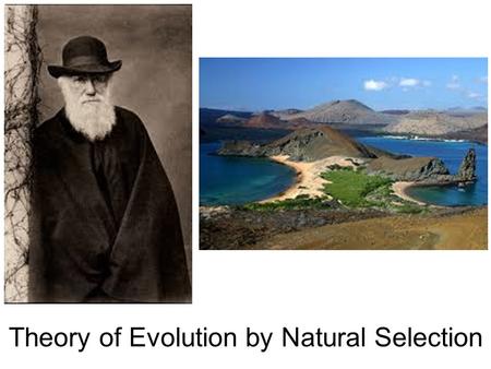 Theory of Evolution by Natural Selection Biblical Reference Through him all things were made; without him nothing was made that has been made. John 1:3.