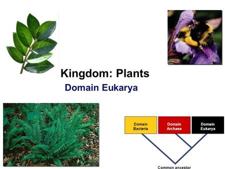 Domain Bacteria Domain Archaea Domain Eukarya Common ancestor Kingdom: Plants Domain Eukarya.