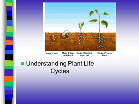 Understanding Plant Life Cycles