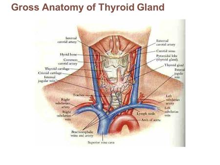 Gross Anatomy of Thyroid Gland