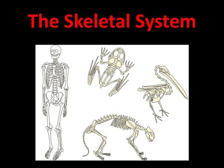 The Skeletal System. The Parts of the skeletal system are: Bones, Tendons, Ligaments, and Bone marrow.