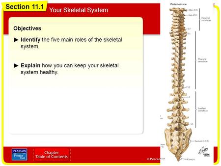 Section 11.1 Your Skeletal System Objectives