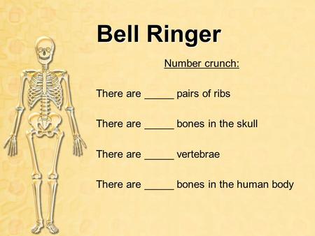 Bell Ringer Number crunch: There are _____ pairs of ribs