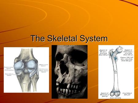 The Skeletal System. Overview Allows Movement SupportProtection Red Blood Cell Production Mineral Storage.