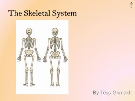The Skeletal System By Tess Grimaldi. Function Provides support, movement, and protection Blood cell production Calcium storage Endocrine regulation.