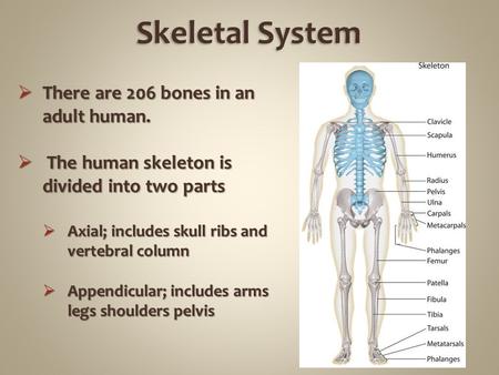  There are 206 bones in an adult human.  The human skeleton is divided into two parts  Axial; includes skull ribs and vertebral column  Appendicular;