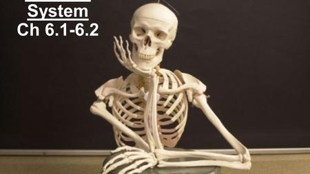 Skeletal System Ch 6.1-6.2. Bones -Organ or Tissue? -Made up of bone (osseous tissue), cartilage, dense connective tissue, epithelium, blood-forming tissue,