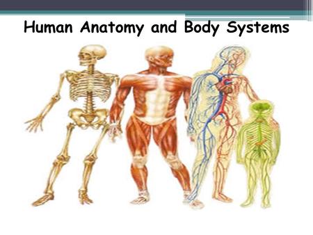 Human Anatomy and Body Systems. Levels of Organization Remember, the human body is organized in several levels, from the simplest to the most complex...