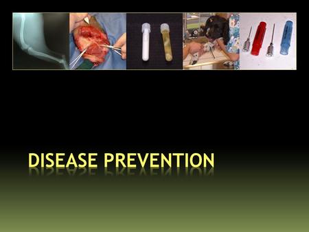 The Cornerstone of Disease Prevention is: Maintaining Good Animal Health.
