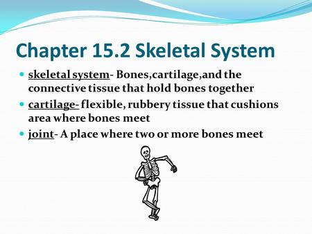 Chapter 15.2 Skeletal System skeletal system- Bones,cartilage,and the connective tissue that hold bones together cartilage- flexible, rubbery tissue that.