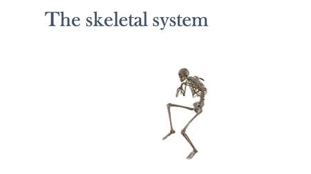 The skeletal system.