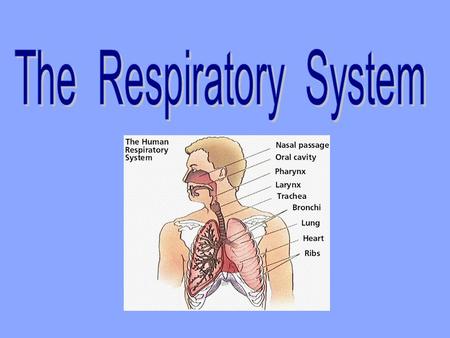 Function The respiratory system exchanges gases (oxygen and carbon dioxide) with the cardiovascular system.