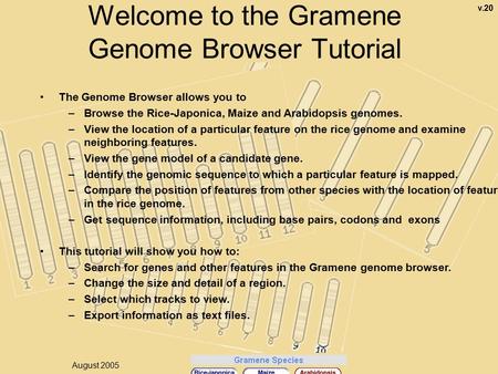 1 The Genome Browser allows you to –Browse the Rice-Japonica, Maize and Arabidopsis genomes. –View the location of a particular feature on the rice genome.