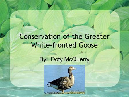 Conservation of the Greater White-fronted Goose By: Doty McQuerry.