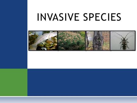 INVASIVE SPECIES. D EFINITIONS  NATIVE SPECIES Plants, animals, and other living things that have always lived in a certain area.
