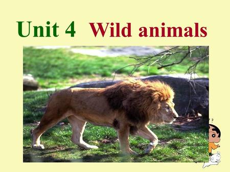 Unit 4 Wild animals. Vocabulary fox polar bear wolf insect n. 狐狸 北极熊 n. 狼 n. 昆虫 Words and expressions.
