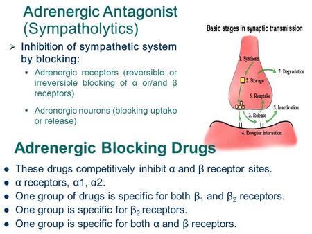 Adrenergic Antagonist (Sympatholytics)