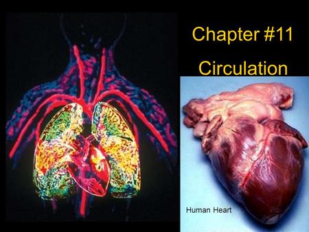 Chapter #11 Circulation Human Heart.