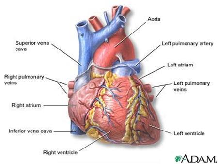 Location and Protection of the Heart