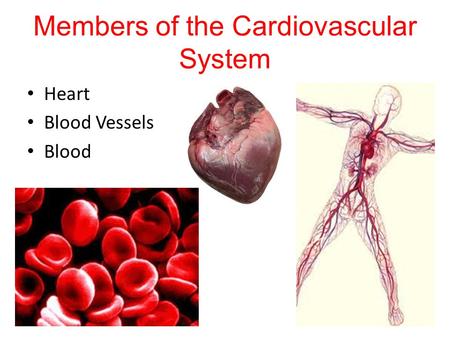 Members of the Cardiovascular System