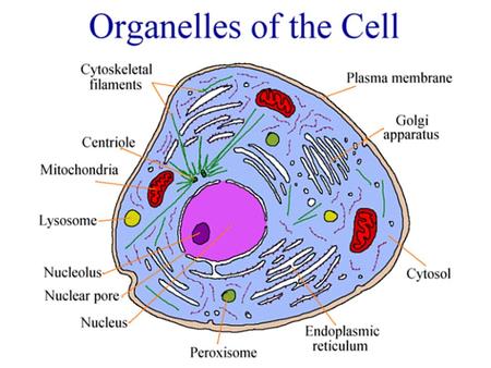 Three Sections of the Cell All cells take in food, rid waste, reproduce 3 main sections –1) Nucleus –2) Cytoplasm –3) Plasma Membrane.