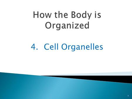 4.Cell Organelles 1. You explored the cell during the webquest 2 Now we will discuss a few of the more common cell organelles.