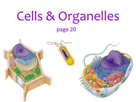 Cells & Organelles page 20.