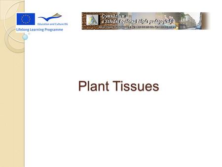 Plant Tissues. Tissues are groups of cells with similar structure, origin and function. Plant tissues can be divided into two types: meristematic (perpetually.