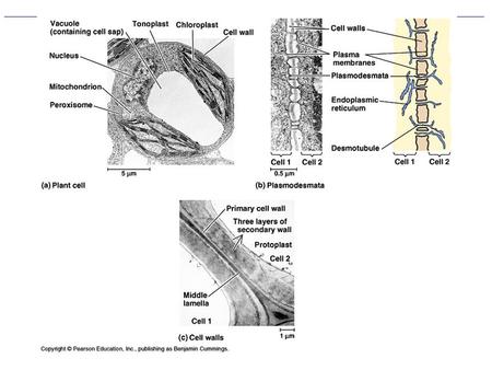 Figure Review of General Plant Cell Structure