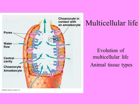Multicellular life Evolution of multicellular life Animal tissue types.