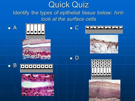 Quick Quiz Identify the types of epithelial tissue below: hint- look at the surface cells A B C D.