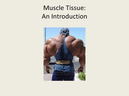 Muscle Tissue: An Introduction. Muscles make up close to half of the body mass and are unique in transforming chemical energy (ATP) into mechanical energy.