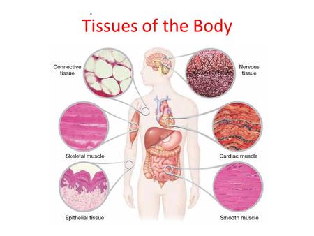 Tissues of the Body.