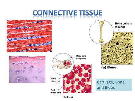 Cartilage, Bone, and Blood. Connective Tissue Slide 3.53 Copyright © 2003 Pearson Education, Inc. publishing as Benjamin Cummings  Found everywhere in.