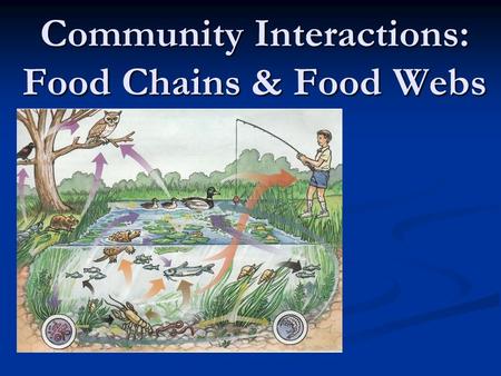 Community Interactions: Food Chains & Food Webs