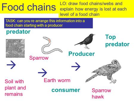    Soil with plant and remains Earth worm Sparrow Sparrow hawk Producer predator consumer Top predator Food chains LO: draw food chains/webs and explain.