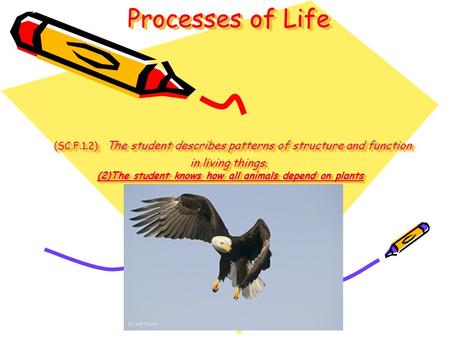 Processes of Life (SC.F.1.2) The student describes patterns of structure and function in living things. (2)The student knows how all animals depend.