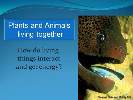 How do living things interact and get energy? Plants and Animals living together.